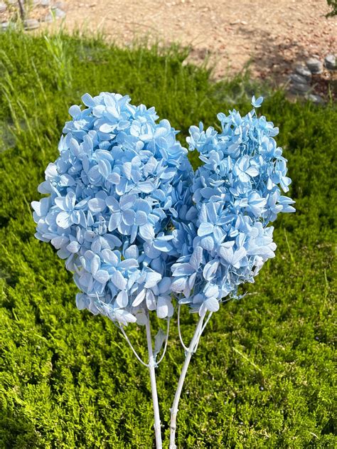 Light Blue Hydrangea With Stem Preserved Flowers Flower Etsy