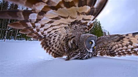 Hunting Owl Bing Wallpaper Download