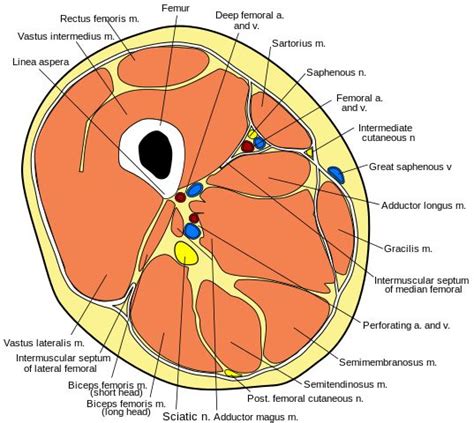 Pin on Skeletal Muscle