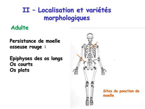 Ppt La Moelle Osseuse Hematopoietique Powerpoint Presentation Id