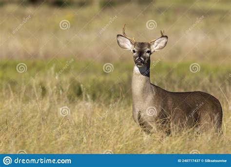 Whitetail Deer Buck In Texas Farmland Stock Image Image Of Animal