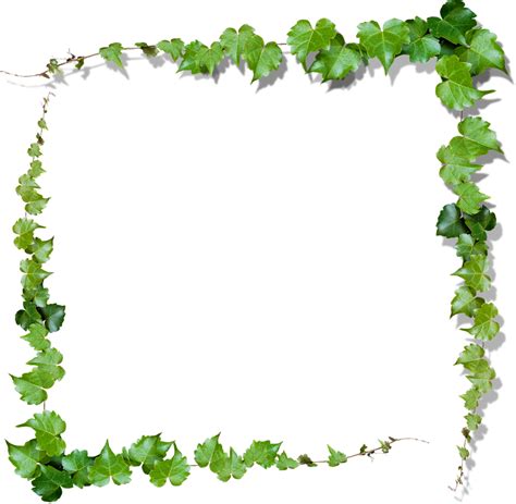 Download Vine Leaves Border Frame Nature Ftestickers Ivy Frame