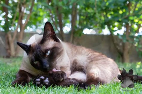 Do Siamese Cats Lick A Lot An Insightful Guide