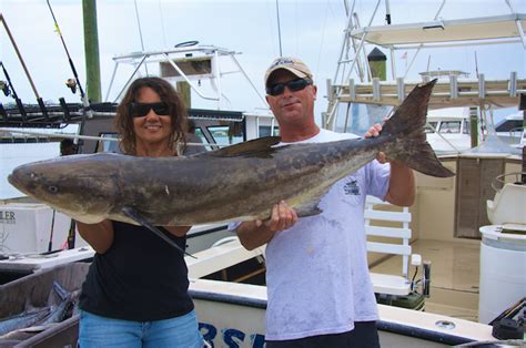 Port Canaveral Cobia Fishing
