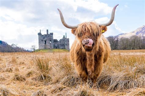 Best Welcome To Kilchurn Castle Scotland Travel Ttot Nature Photo