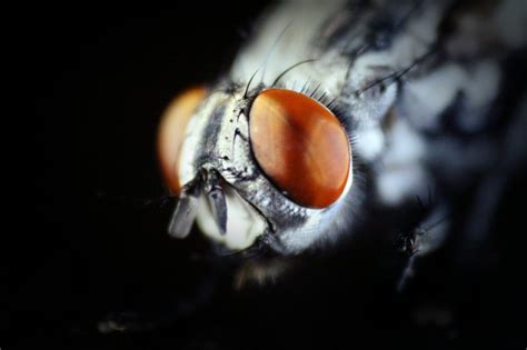 Download Fly Eye Macro Royalty Free Stock Photo And Image