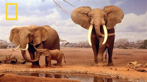 National Geographic African Elephant Bbc Documentary Youtube