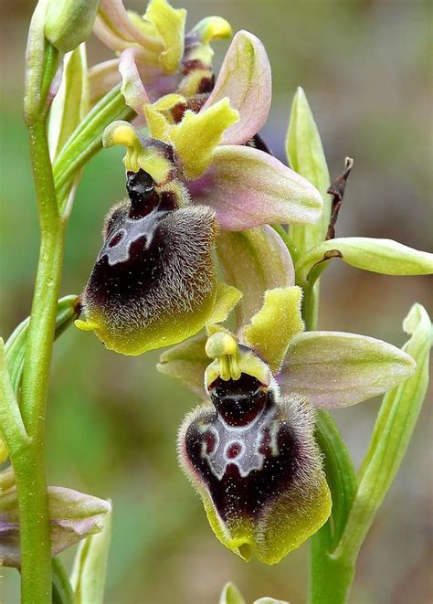 Ophrys Garganica X Ophrys Tenthredinifera Unusual Flowers Rare Orchids Rare Flowers