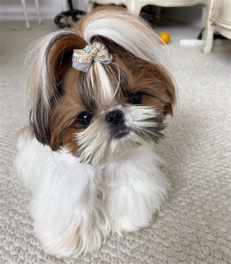 31 Dog Breeds That Have The Cutest Puppies Ever