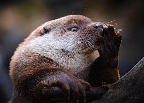 Otter Flickr