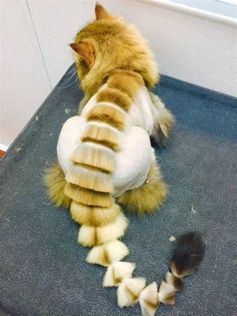 Ridiculously Stupid Cat Haircuts 25 Photos Cat Grooming Cat