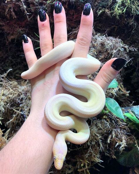 We Just Got In A Leucistic Colombian Rainbow Boa At