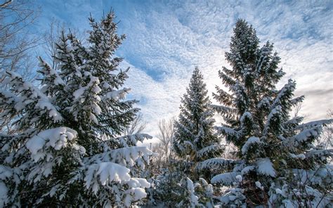 Heavy Snow On The Tall Pine Trees Wallpaper Nature Wallpapers 54588
