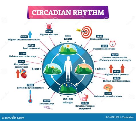 Circadian Rhythm Vector Illustration Labeled Educational Day Cycle