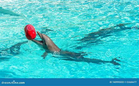 Marina Aqua Natural Park Dolphin Blue Water Stock Image Image Of