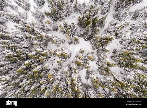 Aerial Drone Top Down Fly Over Winter Spruce And Pine Forest Fir Trees