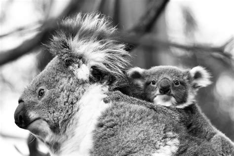 Mother Koala And Her Joey Au