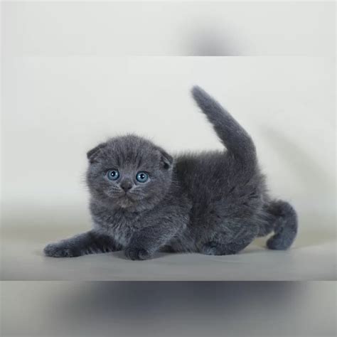 Artur Scottish Fold Male Reserved 2 200 Meowoff Kittens For Sale In Chicago
