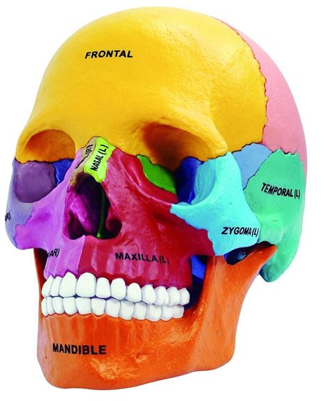 part puzzle and part anatomy model the didactic exploded human skull is a great tool for