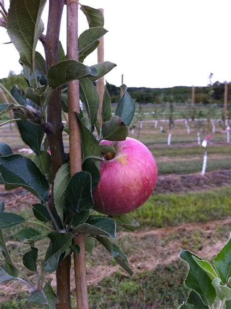 The wider the spacing the longer the time required for this to occur. 17 Best images about High-Density Apple Orchard on ...