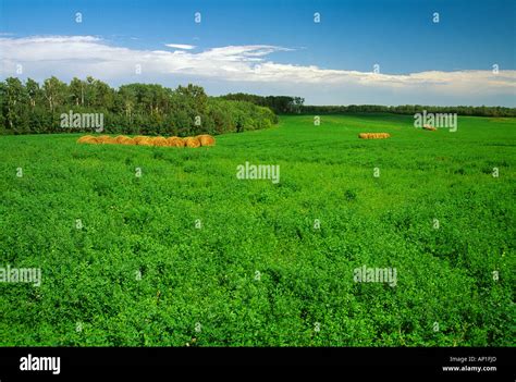 Agriculture Large Field Of Healthy Alfalfa With Round Hay Bales In