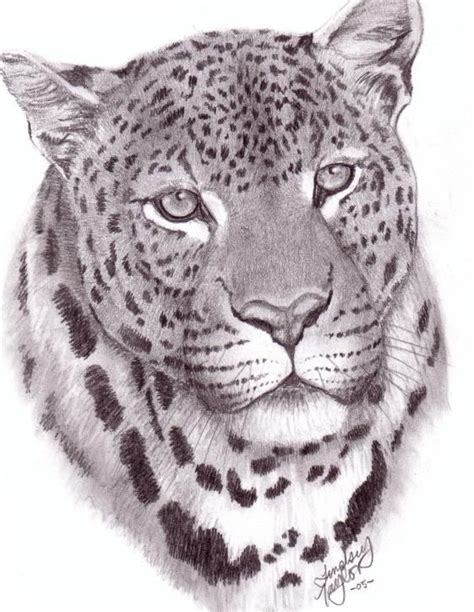 A Pencil Drawing Of A Leopards Face