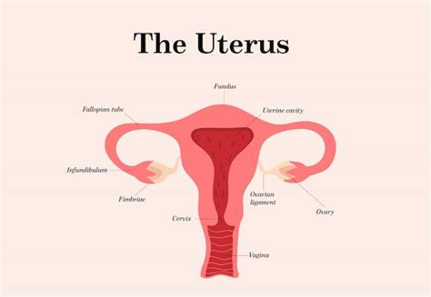 Premium Vector Female Reproductive System Illustration On White Background