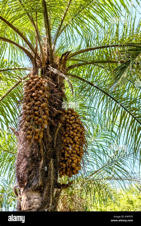 Erregung aufführen tief frutos de las palmeras Gegenteil Dornen Schmerzen