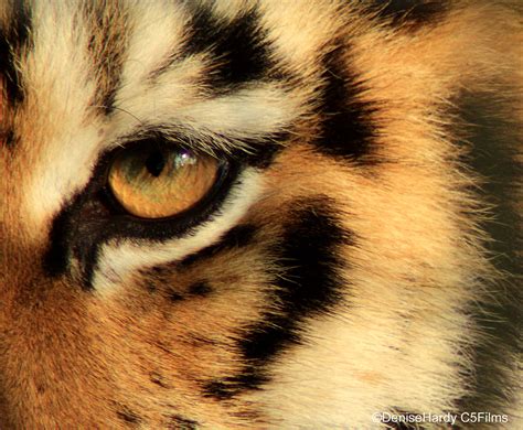 Tigers Eye Close Up Of The Eye Of The Tiger Denise