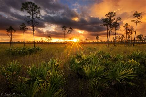 Everglades And Big Cypress Florida Landscape Photography By Paul Marcellini