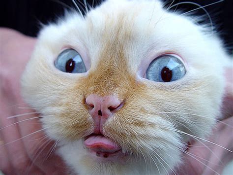 Funniest And Cute Cat Faces Funny And Cute Animals