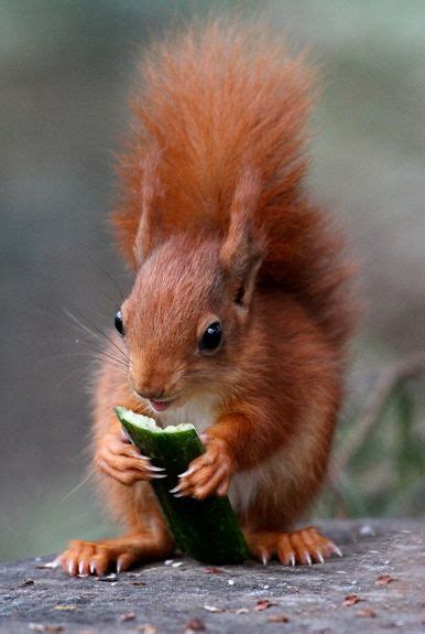 Baby Red Squirrel The Keeper Team At Wildwood Are