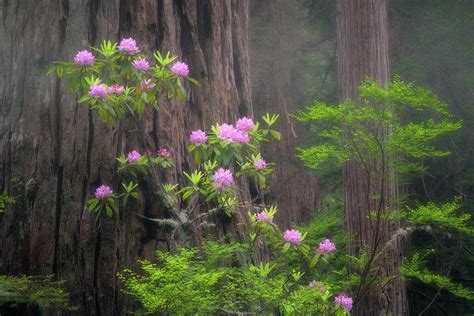 Foggy Spring Morning With Rhododendron Blooming In Redwoods National
