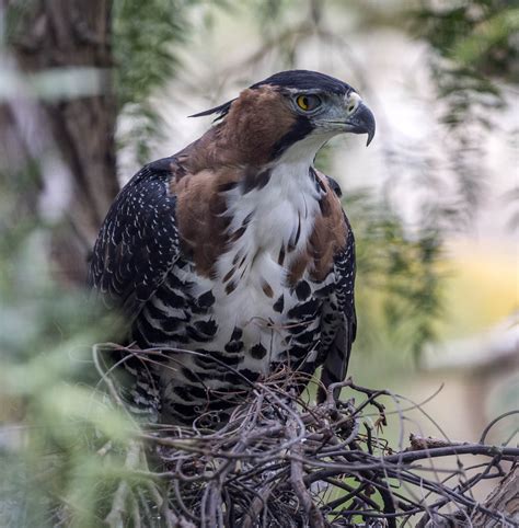 Pictures And Information On Ornate Hawk Eagle