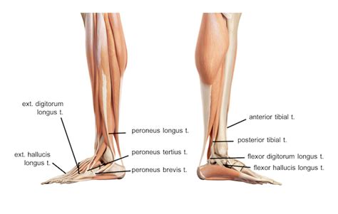 The hindfoot comprises of the ankle joint found at the bottom of the leg and is where the end of the tibia and fibula meet the ankle bone. Femur Knee lower leg Anatomy