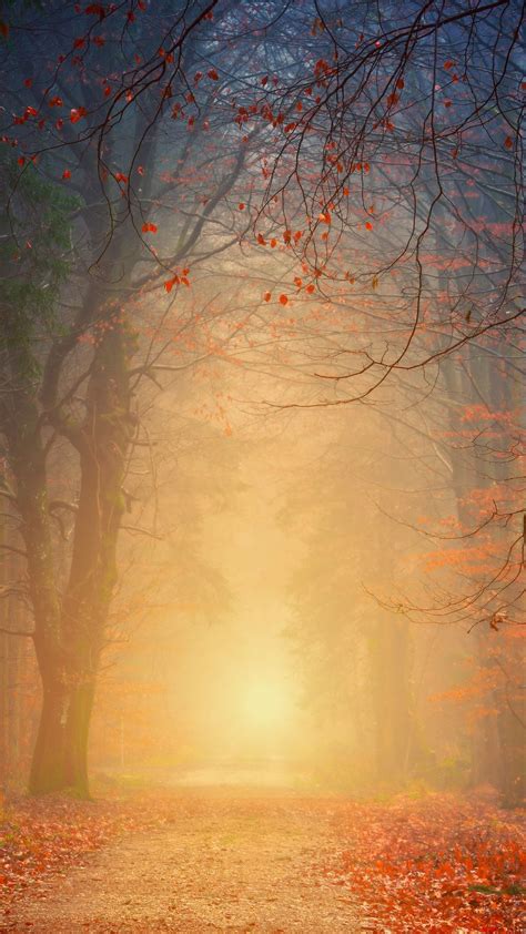 Download Wallpaper 1080x1920 Forest Fog Autumn Trees Foliage