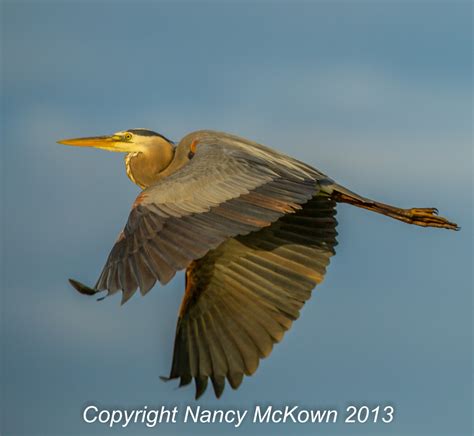 Photos Of Great Blue Herons In Flight Welcome To