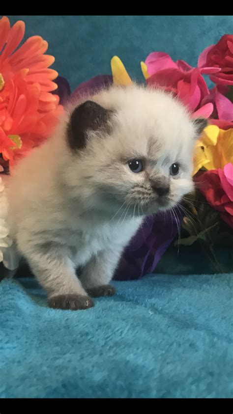 They are more than happy to spend the day cuddled up in your lap. Persian and himalayan kittens for sale- New Jersey ...