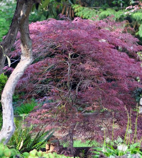 Garnet Laceleaf Japanese Maple A Tree Garden