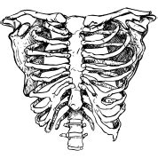 Download the rib cage png on freepngimg for free. Download RiB CAGE Free PNG transparent image and clipart