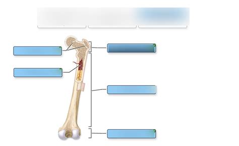 Regions Of Long Bone Diagram Quizlet
