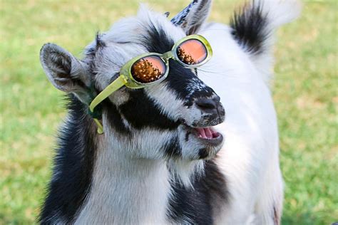 Within minutes and hassle free, you can write or blog. This week's best from the web: Dance like a G.O.A.T. - The Verge