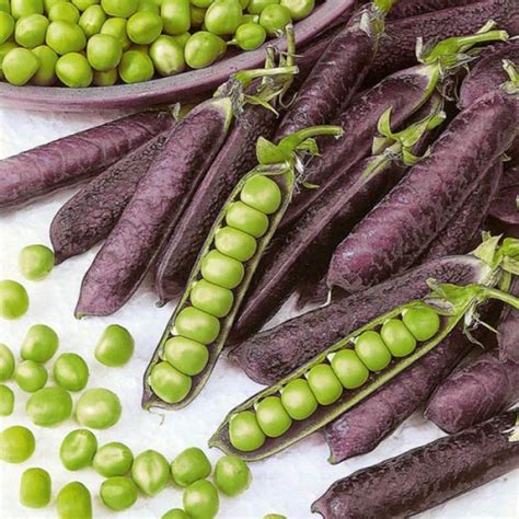 Pea Purple Podded Peas Australian Seed