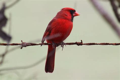 Urban Birds Of Maui ~ Species Of Birds