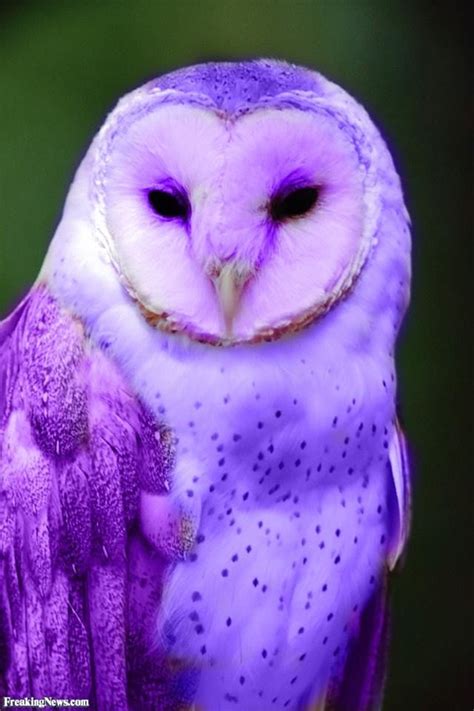 Pin By Cat Moonraven On Purple Violet And Lavender Beautiful Birds