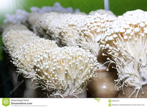 The log is constructed of hardwood with. Enoki mushroom farm stock photo. Image of gourmet, edible ...