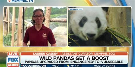 Pandas Taken Off Endangered List And Moved To Vunerable Latest