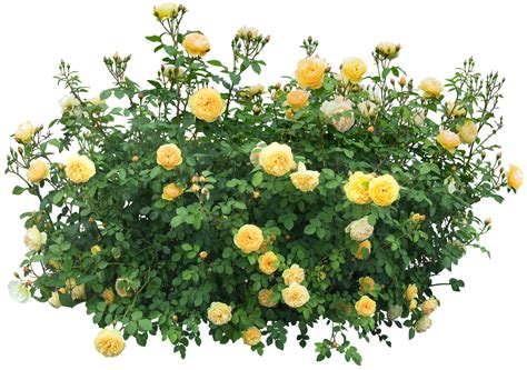 What are the prettiest flowers to plant? Bush with roses PNG Image - PurePNG | Free transparent CC0 ...