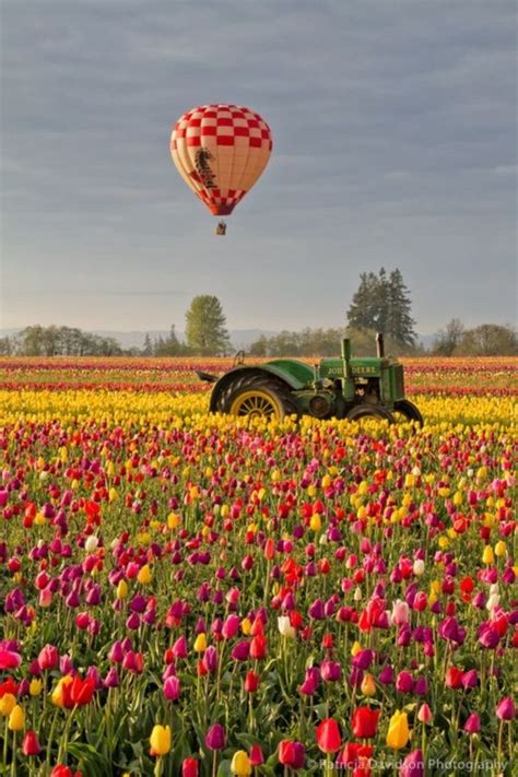 40 Fascinating Tulip Field Pictures Never To Be Missed Bored Art
