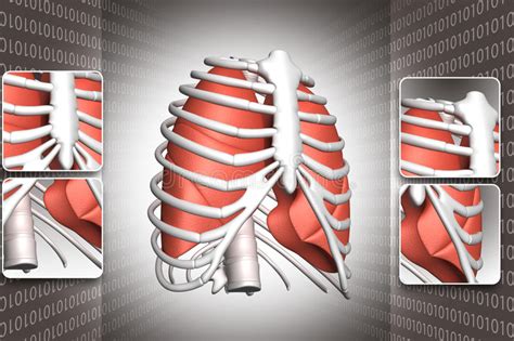 I want to know what symptoms of the lung cancer are. Human lungs and rib stock illustration. Image of ...